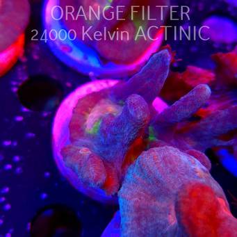 Pectinia alcicornis TYE DYE (03.06.2025)  6cm