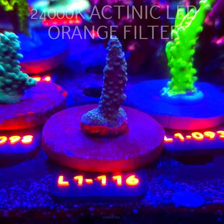 Acropora sp. AUSTRALIA (09.10.2025) L1-116  5cm