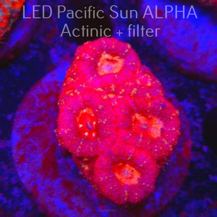 Acanthastrea lordhowensis SUNRISE (11.08.2024)  4cm