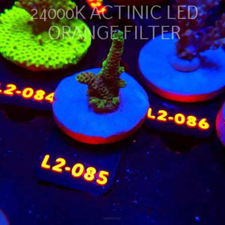 Acropora sp. PREMIUM AUSTRALIA (14.08.2026) L2-085  5cm