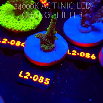 Acropora sp. PREMIUM AUSTRALIA (14.08.2026) L2-085  5cm