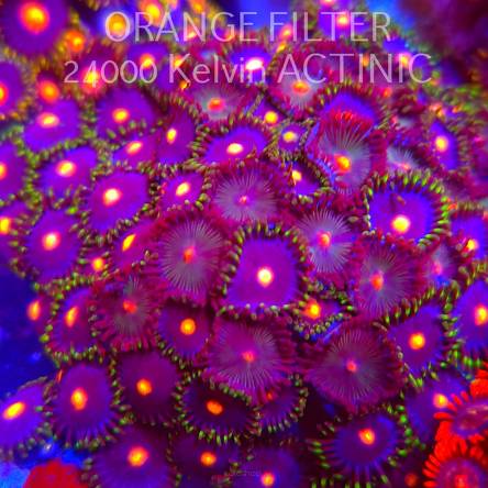 Zoanthus sp. (05.03.2025) 60P+