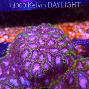 Favia WWC SPACE MONKEY (23.11.2025)  7cm