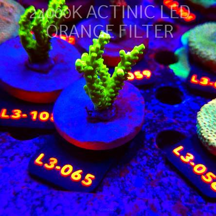 Acropora sp. PREMIUM AUSTRALIA (05.01.2026) L3-065  5cm