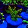 Acropora GOLD FEVER (20.03.2025) L1-II-28  5cm