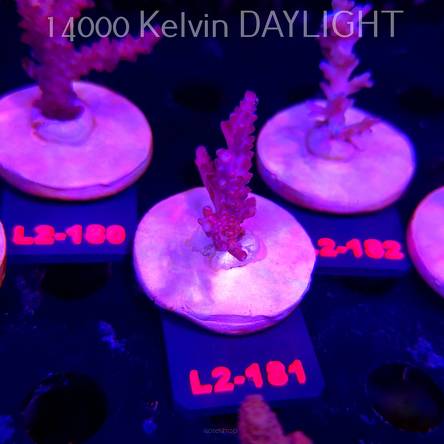 Acropora CEREALIS RED (14.08.2026) L2-181  5cm