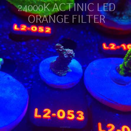 Acropora sp. AUSTRALIA (14.11.2025) L2-053  2cm