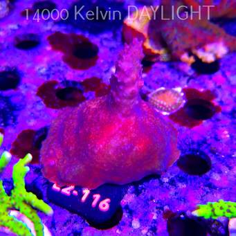 Acropora sp. AUSTRALIA (17.03.2026) L2-116  6cm