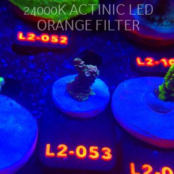 Acropora sp. AUSTRALIA (14.11.2025) L2-053  2cm