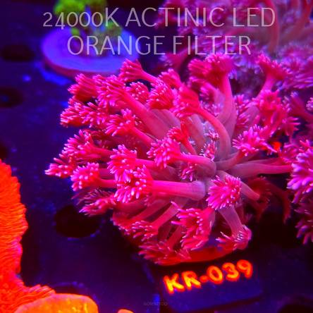 Goniopora stokesi RAINBOW (04.12.2025) KR-039