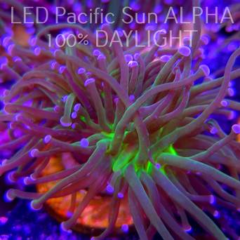 Euphyllia glabrescens TG TOXIC JOKER TORCH (03.11.2024)