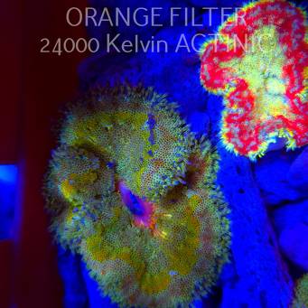 Stichodactyla TAPETUM Mini-Maxi Carpet Anemone RAINBOW (01.06.2025)  7cm