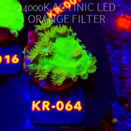 Turbinaria peltata TOXIC GREEN (07.12.2025) KR-064  4cm