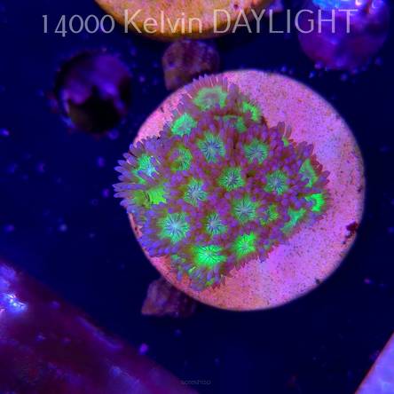 Goniopora JMC TOXIC GLITTER (15.03.2025)  4cm