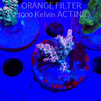 Acropora TG PINK STARDUST (24.05.2025) L2-III-9  5cm