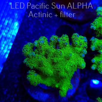 Pocillopora verrucosa YELLOW FLUO (22.01.2025)  6cm