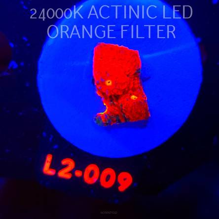  Echinophyllia OG Bugatti Chalice (22.01.2026) L2-009  2cm