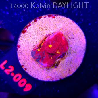  Echinophyllia OG Bugatti Chalice (18.03.2026) L2-009  2cm