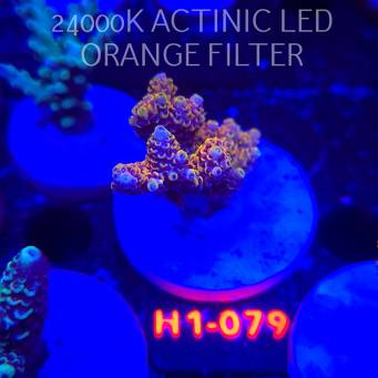 Acropora cytherea GOLD CORAL SEA (25.10.2025) H1-079  5cm