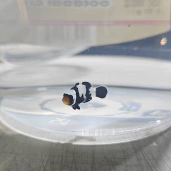 Amphiprion ocellaris BLACK PICASSO 4cm WYSIWYG TANK BRED
