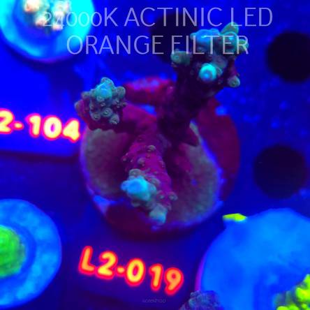 Acropora sp. AUSTRALIA (12.11.2025) L2-019  8cm