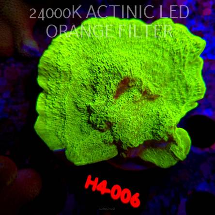 Montipora capricornis TOXIC GREEN (01.06.2026) H4-006  12cm