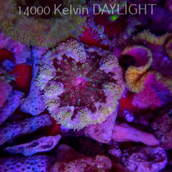 Stichodactyla TAPETUM Mini-Maxi Carpet Anemone RED (01.06.2025)  4cm