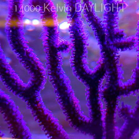   GORGONIA BLUEBERRY (27.06.2025) BALI  10cm