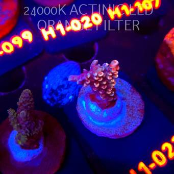 Acropora sp. PREMIUM (24.05.2026) H1-023  3cm