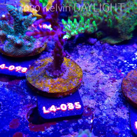 Acropora sp. AUSTRALIA  (07.01.2026) L4-085  9cm