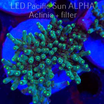 Acropora granulosa ELECTRIC LIME (01.12.2024) MM1-I-21 6cm