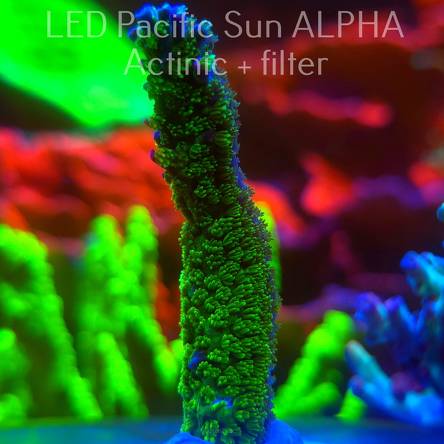   Acropora JMC SIGNATURE ABRO PRIV ACRO (16.12.2024)  8cm