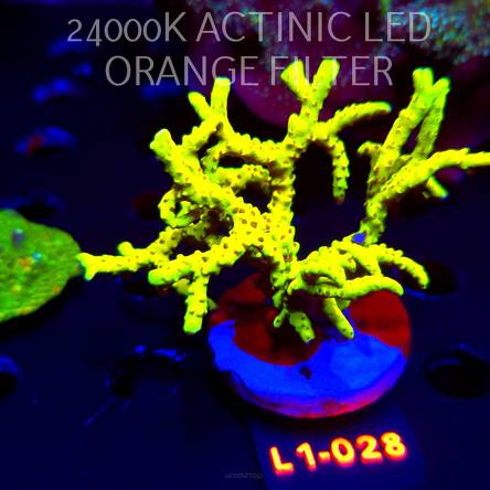 Anacropora WWC SLIMEBALL (14.03.2026) L1-028  10cm