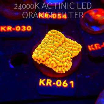 Montipora JASON FOX BEACH BUM (06.12.2025) KR-061  5cm