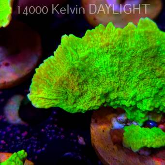 Montipora capricornis TOXIC GREEN (18.05.2025)  8cm