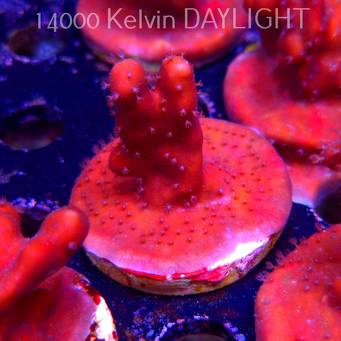 Blue Ridge Coral - Heliopora coerulea - Blue Fire Coral (06.05.2025)  5cm
