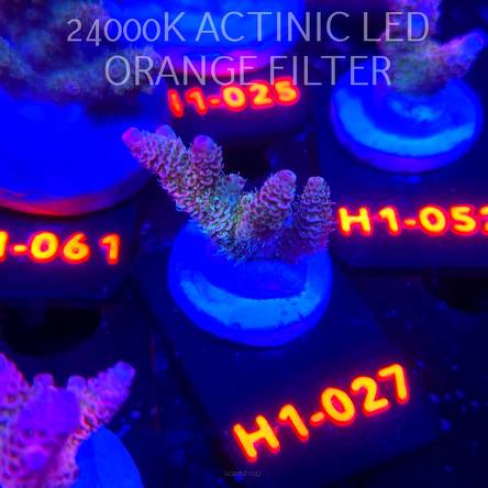 Acropora MILLEPORA RAINBOW (02.11.2025) H1-027  4cm