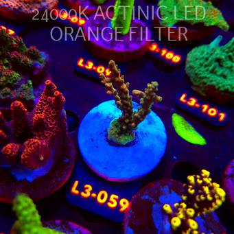 Acropora sp. PREMIUM AUSTRALIA (11.09.2026) L3-059  6cm