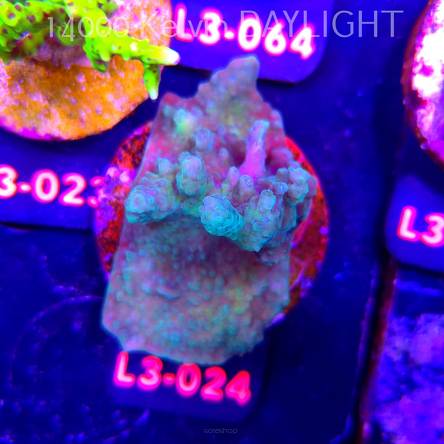 Acropora sp. AUSTRALIA (10.09.2026) L3-024  5cm