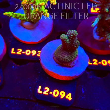 Acropora sp. PREMIUM AUSTRALIA (14.08.2026) L2-094  3cm