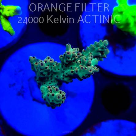 Acropora TG PINK FLOYD ACRO (20.03.2025) L1-I-13  5cm