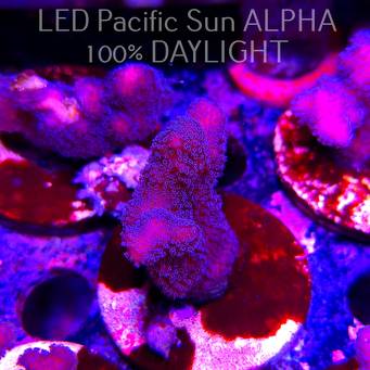Pocillopora sp. FIJI PINK (23.01.2025)  5cm