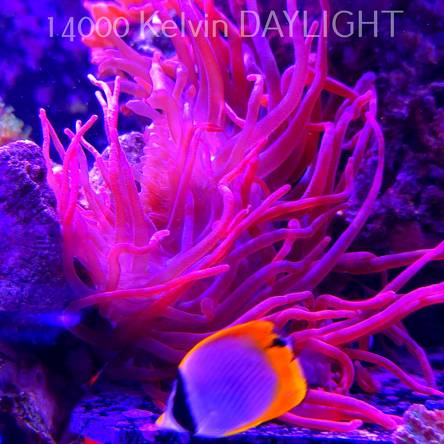 HETERACTIS CRISPA RED (06.03.2026) XXL