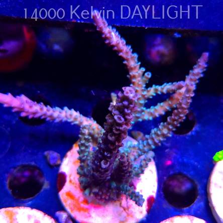 Acropora MILLEPORA PINK (20.03.2025) L1-I-10  10cm
