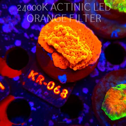 Montipora danae Jason Fox Flaming Phoenix (21.06.2026) KR-068  5cm