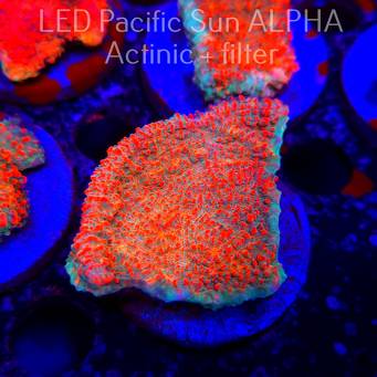 Echinophyllia Lava Rush Chalice (22.01.2025)  6cm