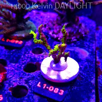 Anacropora WWC SLIMEBALL (16.03.2026) L1-083  7cm