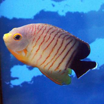 Centropyge eibli rozmiar 7cm
