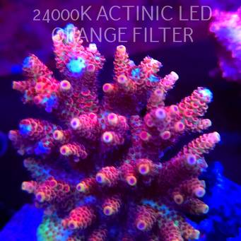 Acropora HYACINTHUS CORALSEA (07.02.2026)  8cm