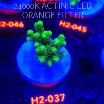 Pocillopora damicornis NEON GREEN (01.12.2025) H2-037  4cm